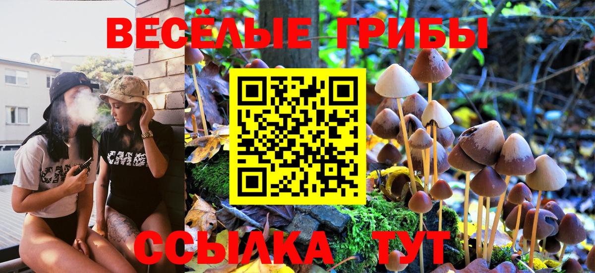 Моздок  Псилоцибиновые грибы Psilocybe  Вход с VPN 
